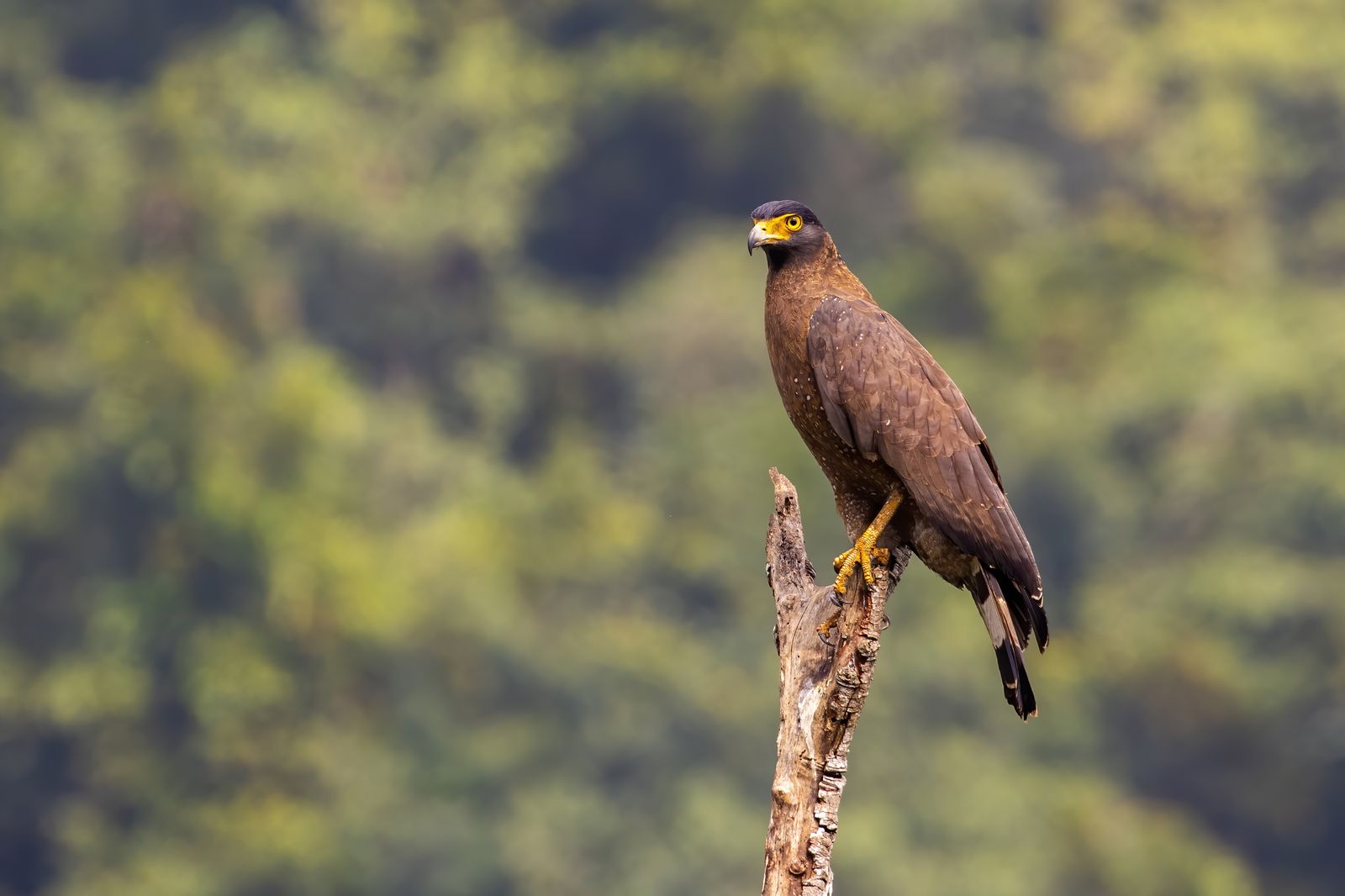 crested serpant eagle (1)